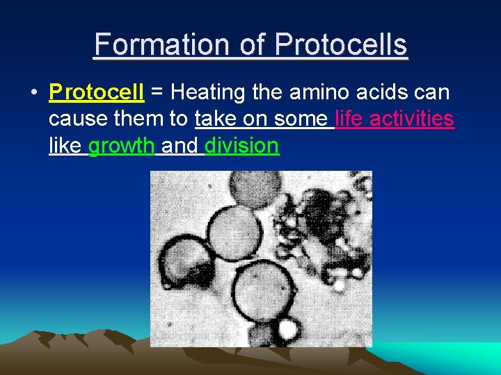 Formation of Protocells • Protocell = Heating the amino acids can cause them to