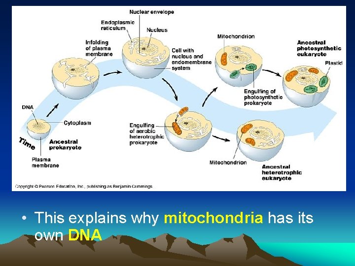  • This explains why mitochondria has its own DNA 