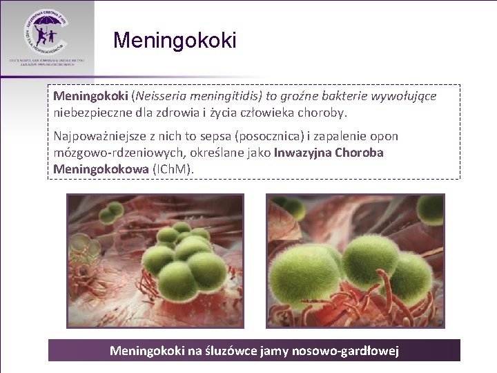 Meningokoki (Neisseria meningitidis) to groźne bakterie wywołujące niebezpieczne dla zdrowia i życia człowieka choroby.