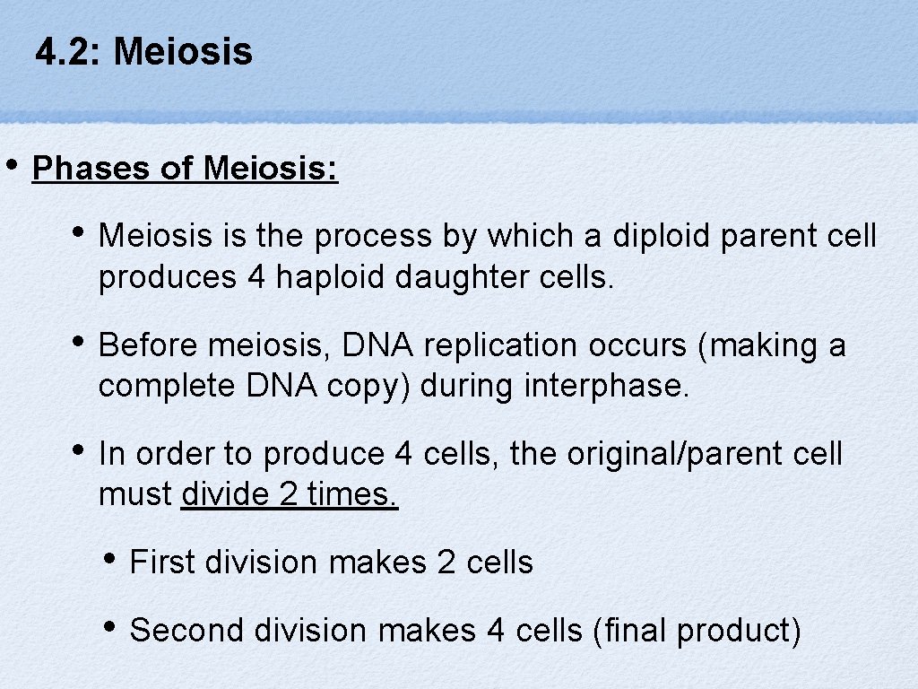 4. 2: Meiosis • Phases of Meiosis: • Meiosis is the process by which