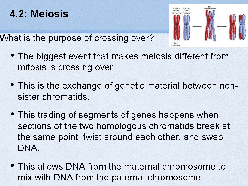 4. 2: Meiosis What is the purpose of crossing over? • The biggest event