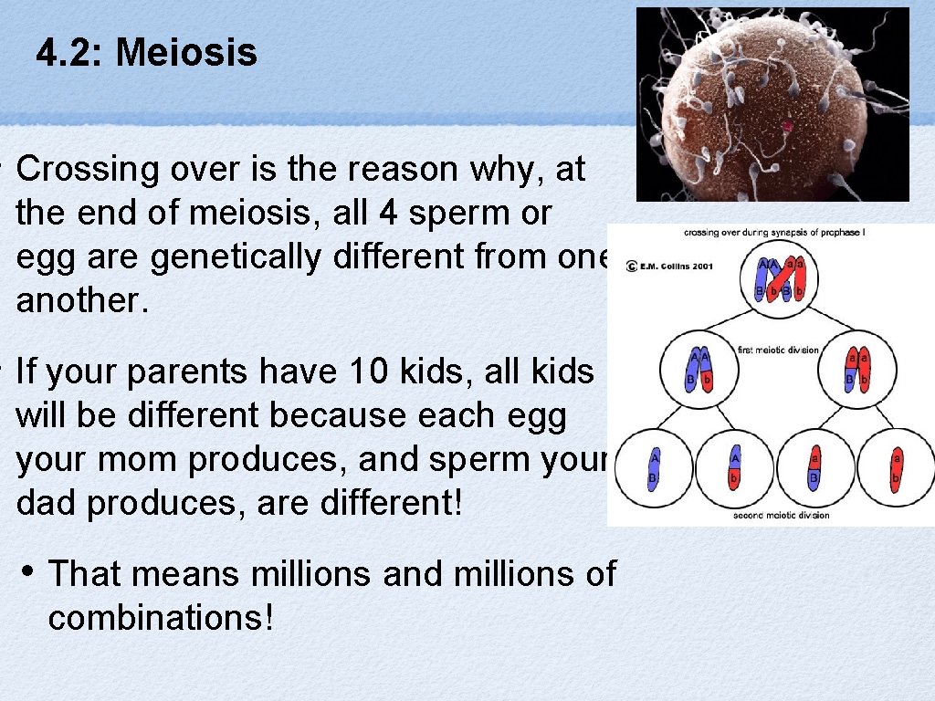 4. 2: Meiosis • Crossing over is the reason why, at the end of
