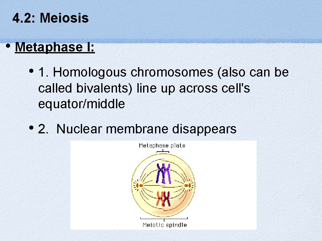 4. 2: Meiosis • Metaphase I: • 1. Homologous chromosomes (also can be called