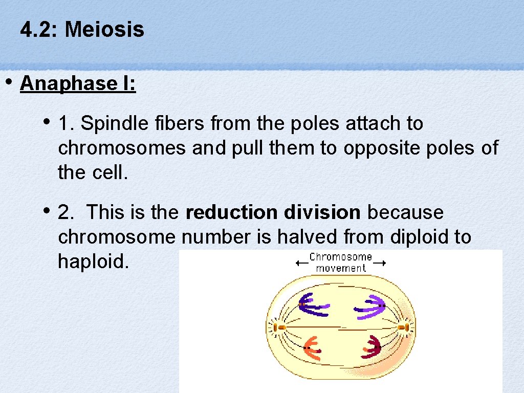 4. 2: Meiosis • Anaphase I: • 1. Spindle fibers from the poles attach
