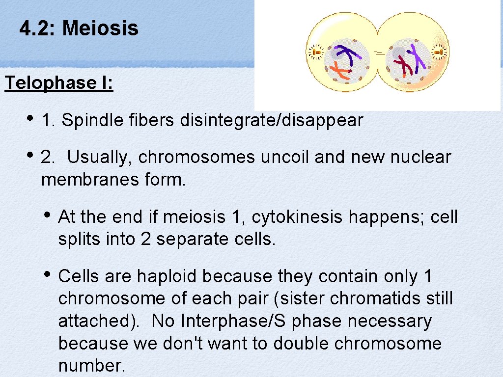 4. 2: Meiosis Telophase I: • 1. Spindle fibers disintegrate/disappear • 2. Usually, chromosomes