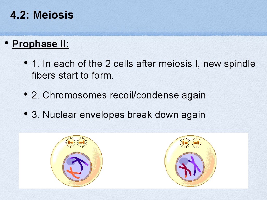 4. 2: Meiosis • Prophase II: • 1. In each of the 2 cells