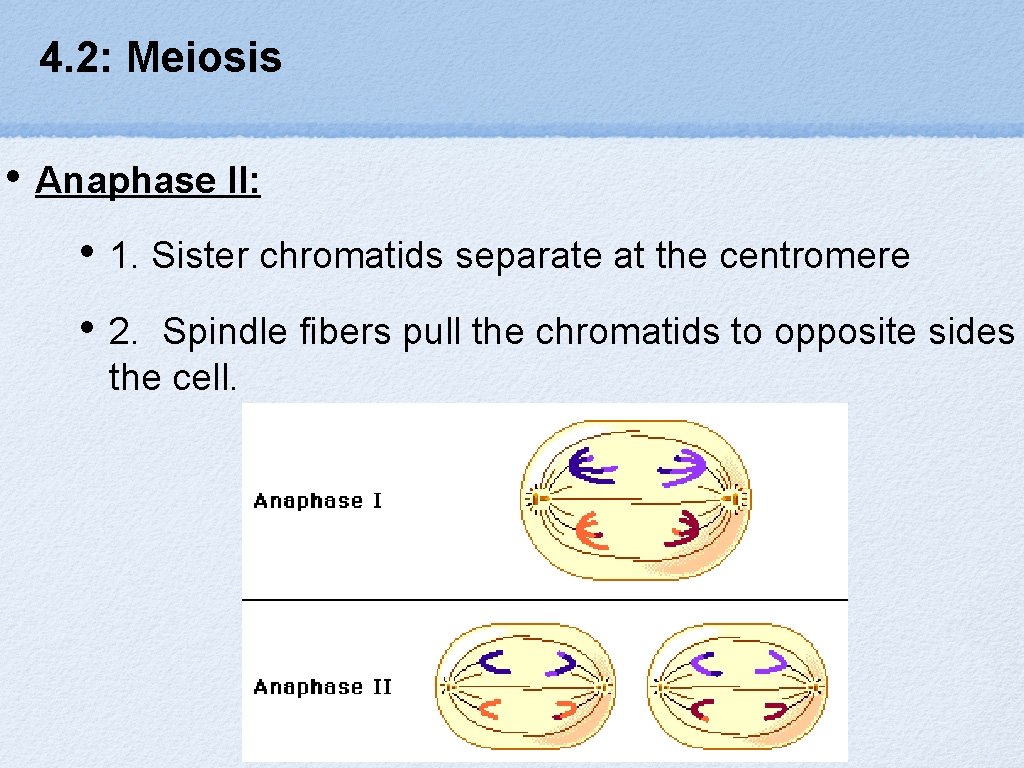 4. 2: Meiosis • Anaphase II: • 1. Sister chromatids separate at the centromere
