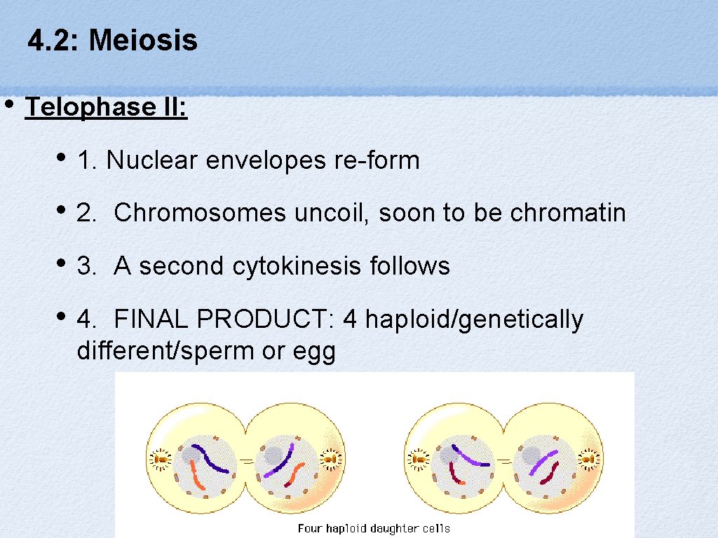 4. 2: Meiosis • Telophase II: • 1. Nuclear envelopes re-form • 2. Chromosomes