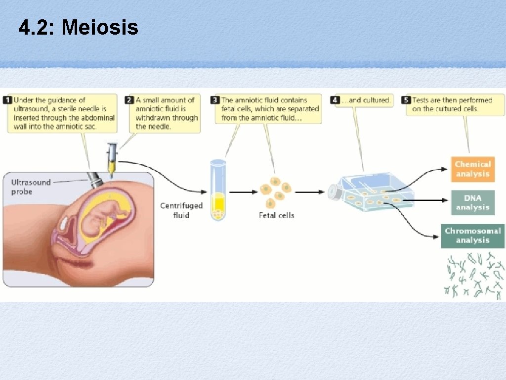 4. 2: Meiosis 