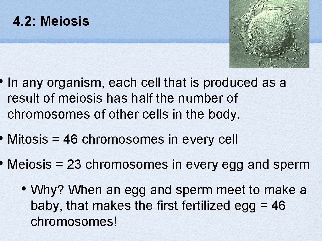 4. 2: Meiosis • In any organism, each cell that is produced as a