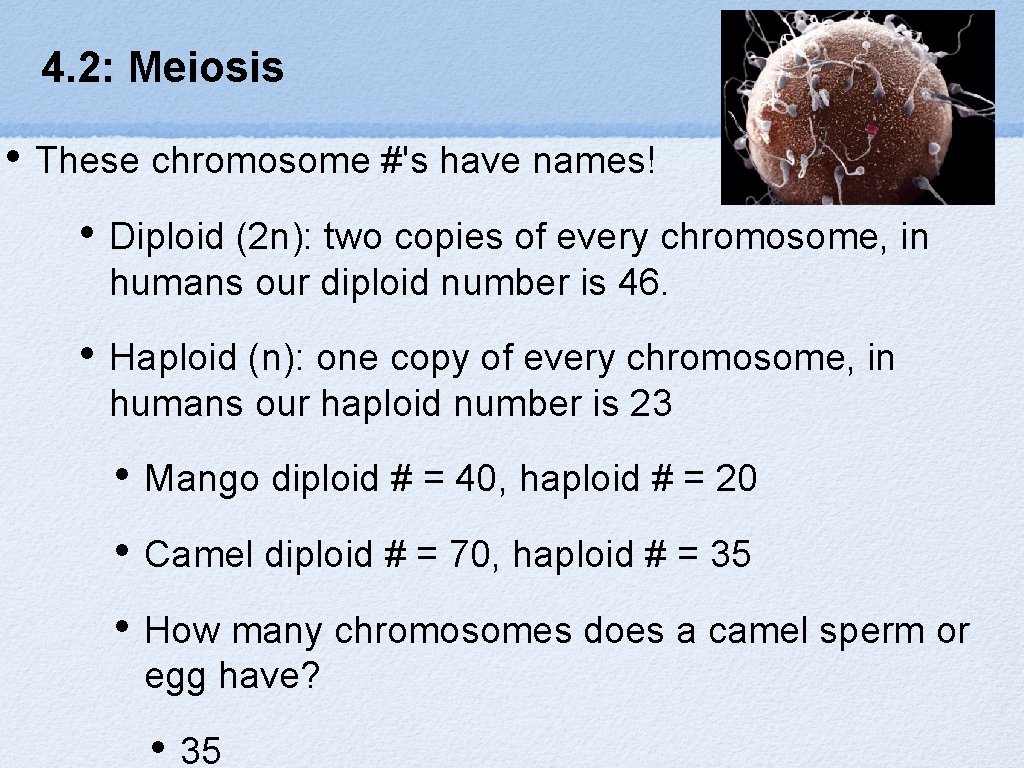 4. 2: Meiosis • These chromosome #'s have names! • Diploid (2 n): two
