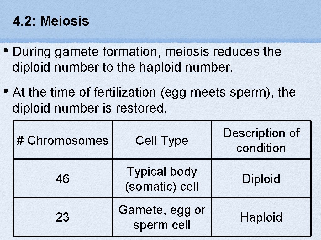 4. 2: Meiosis • During gamete formation, meiosis reduces the diploid number to the