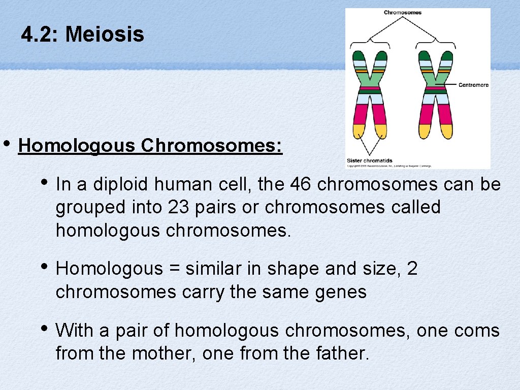4. 2: Meiosis • Homologous Chromosomes: • In a diploid human cell, the 46
