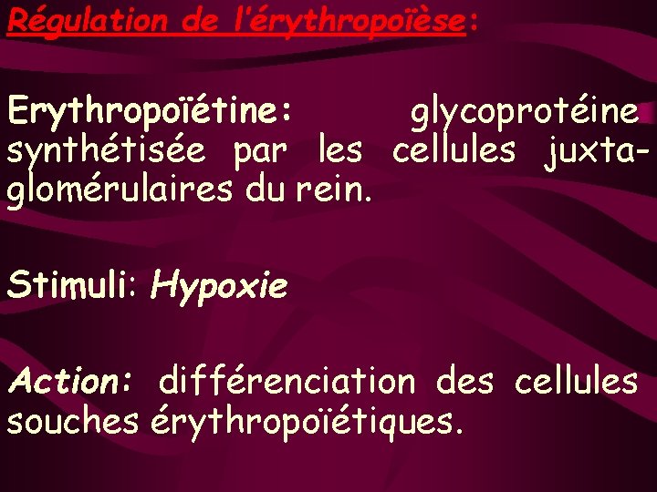 Régulation de l’érythropoïèse: Erythropoïétine: glycoprotéine synthétisée par les cellules juxtaglomérulaires du rein. Stimuli: Hypoxie