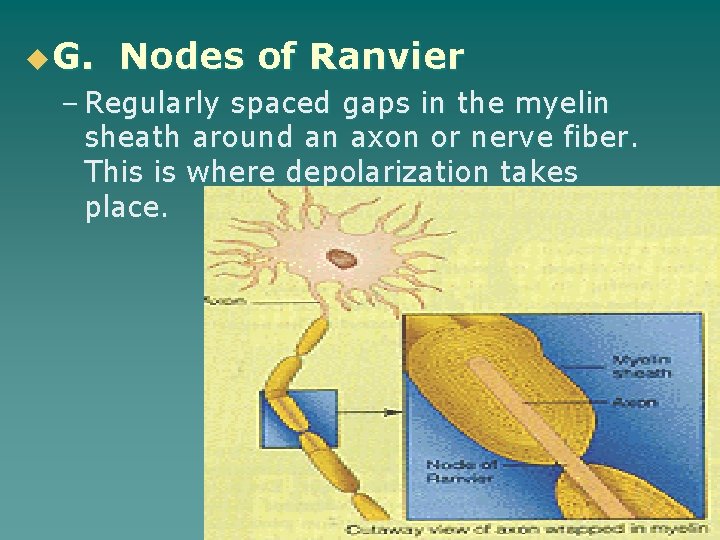 u G. Nodes of Ranvier – Regularly spaced gaps in the myelin sheath around