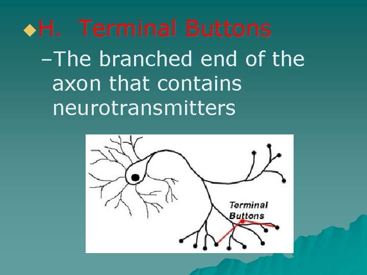 u. H. Terminal Buttons –The branched end of the axon that contains neurotransmitters 