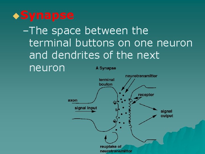 u. Synapse –The space between the terminal buttons on one neuron and dendrites of