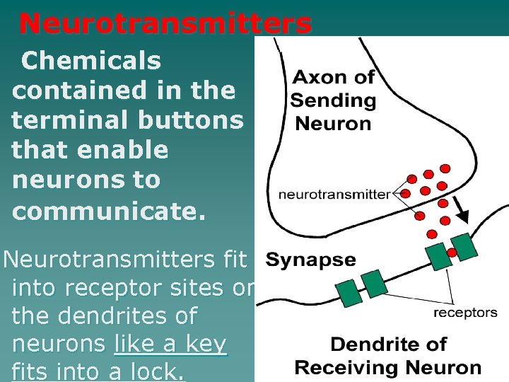 Neurotransmitters Chemicals contained in the terminal buttons that enable neurons to communicate. Neurotransmitters fit