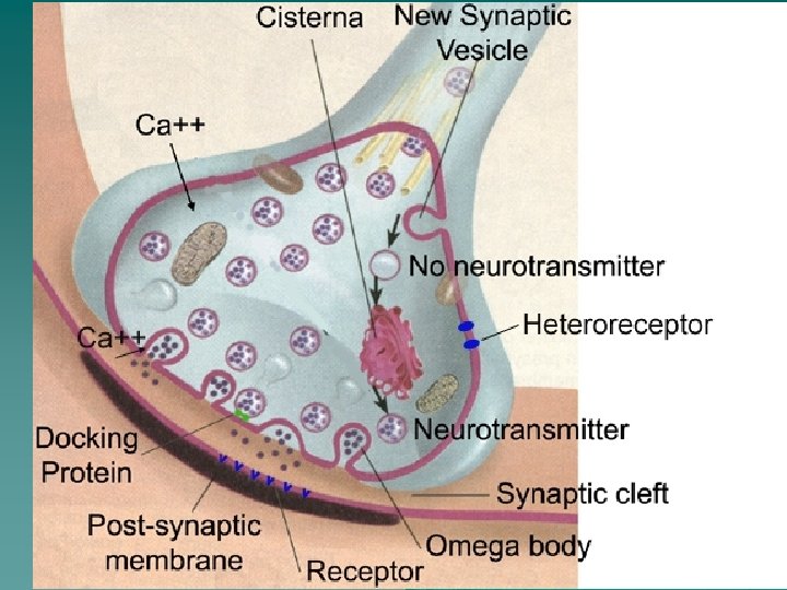 Neurotransmitters 