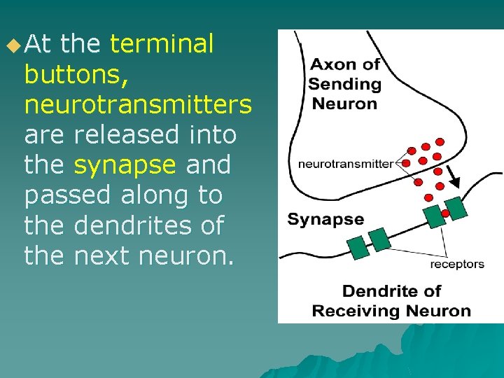u At the terminal buttons, neurotransmitters are released into the synapse and passed along