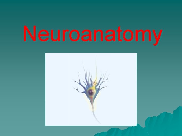 Neuroanatomy 