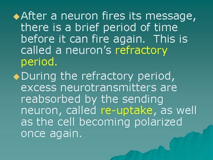 u After a neuron fires its message, there is a brief period of time