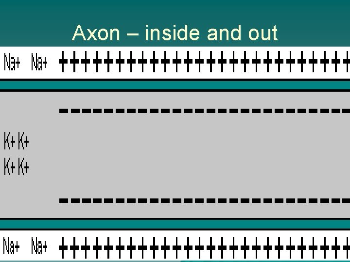 Axon – inside and out 