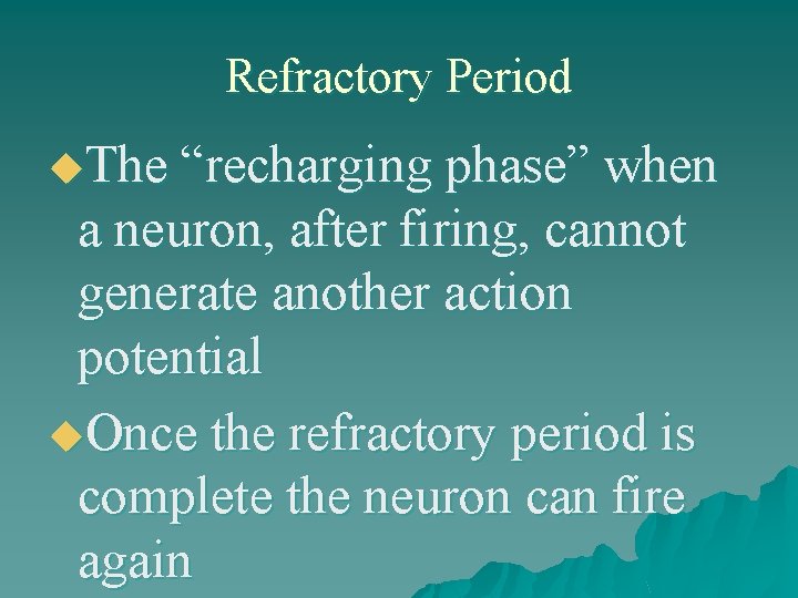 Refractory Period u. The “recharging phase” when a neuron, after firing, cannot generate another