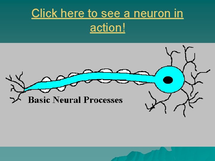 Click here to see a neuron in action! 