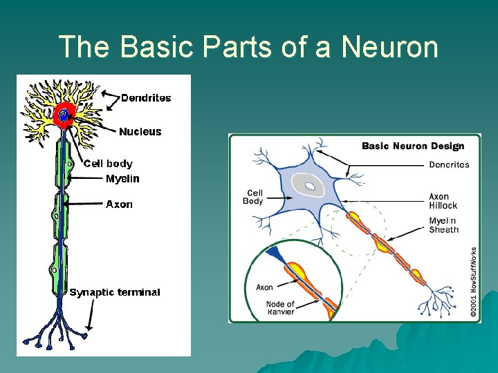 The Basic Parts of a Neuron 