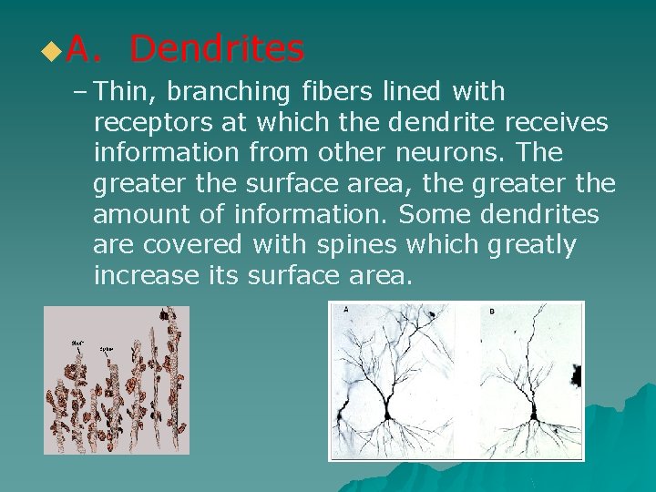 u. A. Dendrites – Thin, branching fibers lined with receptors at which the dendrite