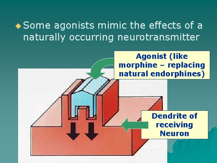u Some agonists mimic the effects of a naturally occurring neurotransmitter Agonist (like morphine