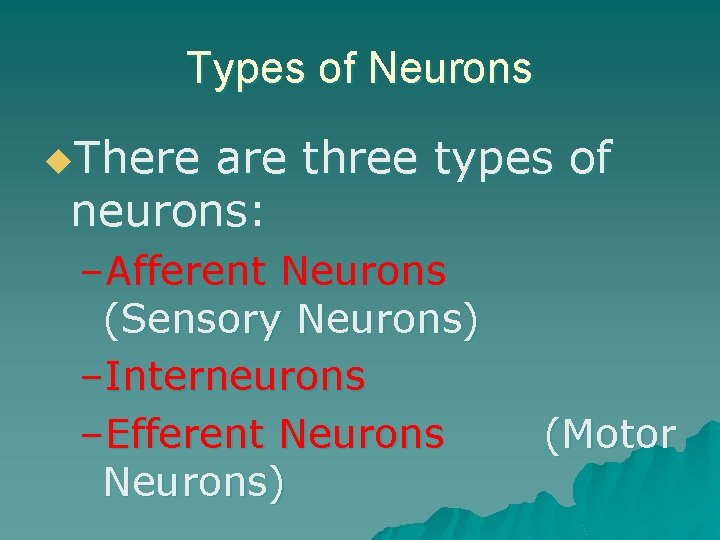 Types of Neurons u. There are three types of neurons: –Afferent Neurons (Sensory Neurons)