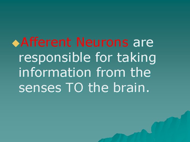 u. Afferent Neurons are responsible for taking information from the senses TO the brain.