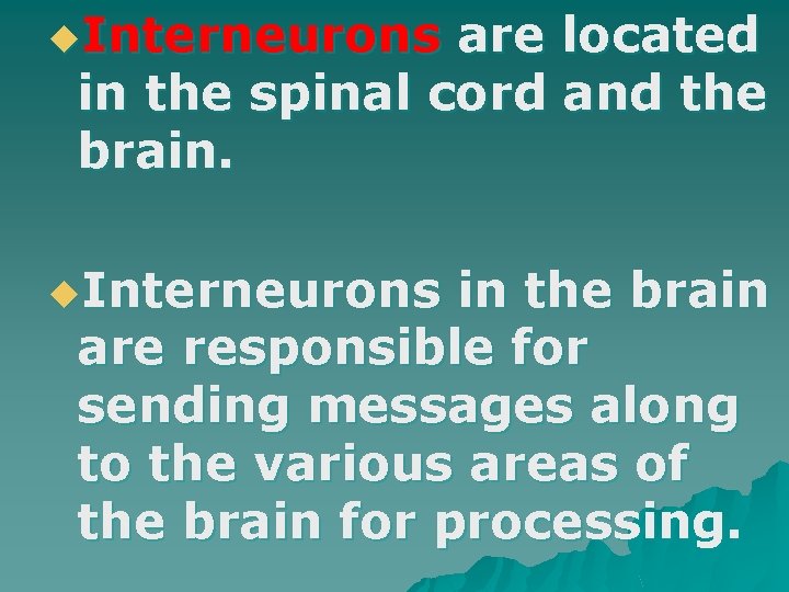 u. Interneurons are located in the spinal cord and the brain. u. Interneurons in