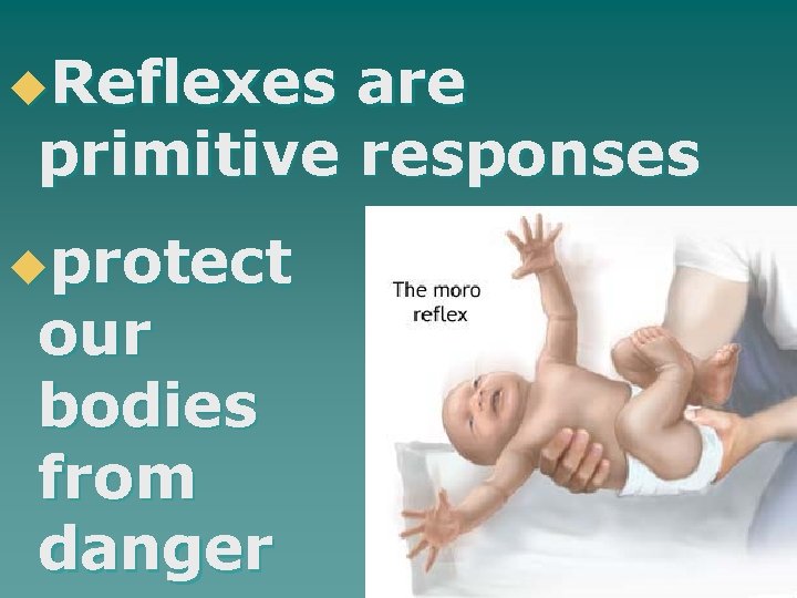 u. Reflexes are primitive responses uprotect our bodies from danger 