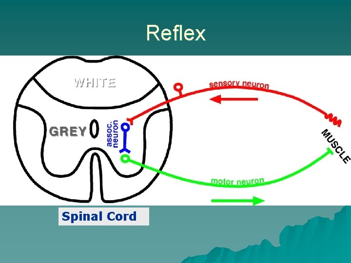 Reflex Spinal Cord 