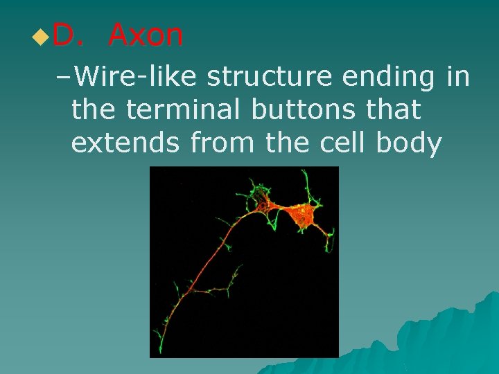 u. D. Axon –Wire-like structure ending in the terminal buttons that extends from the