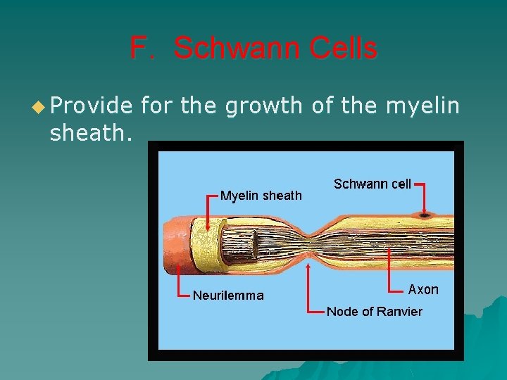 F. Schwann Cells u Provide sheath. for the growth of the myelin 