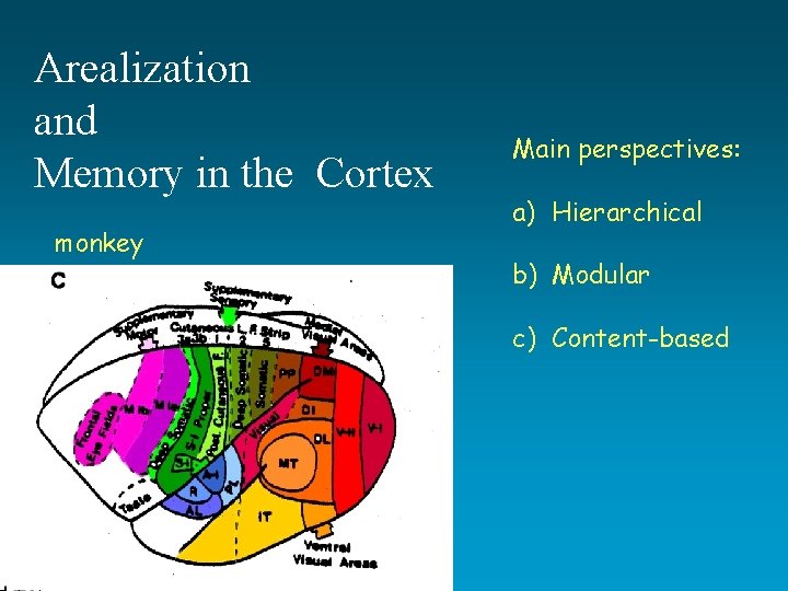 Arealization and Memory in the Cortex monkey Main perspectives: a) Hierarchical b) Modular c) Arealization and Memory in the Cortex monkey Main perspectives: a) Hierarchical b) Modular c)