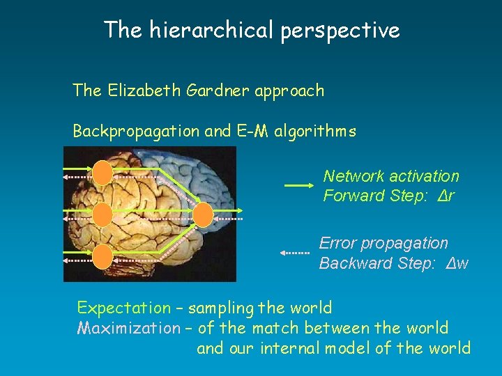 The hierarchical perspective The Elizabeth Gardner approach Backpropagation and E-M algorithms Network activation Forward The hierarchical perspective The Elizabeth Gardner approach Backpropagation and E-M algorithms Network activation Forward
