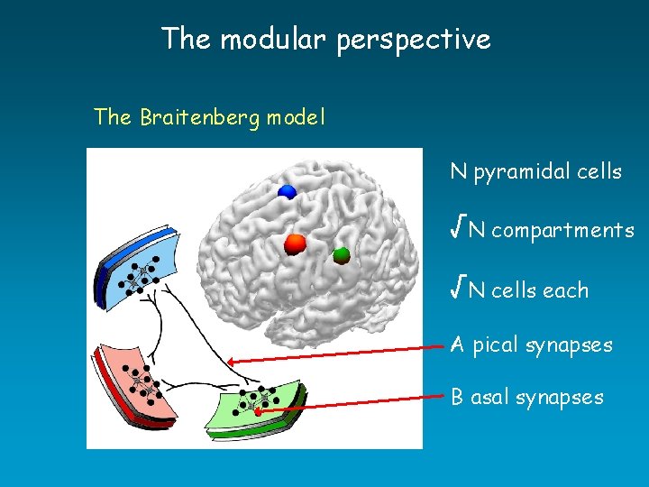 The modular perspective The Braitenberg model N pyramidal cells √N compartments √N cells each The modular perspective The Braitenberg model N pyramidal cells √N compartments √N cells each