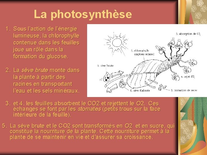 La photosynthèse 1. Sous l’action de l’énergie lumineuse, la chlorophylle contenue dans les feuilles
