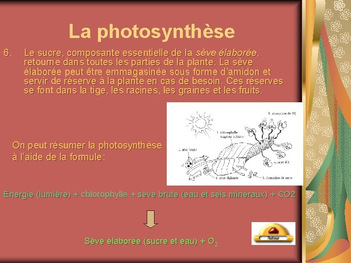 La photosynthèse 6. Le sucre, composante essentielle de la sève élaborée, retourne dans toutes