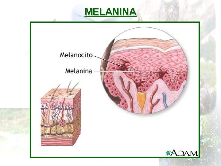 MELANINA 