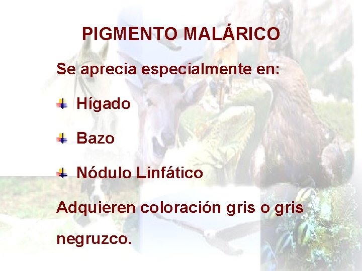 PIGMENTO MALÁRICO Se aprecia especialmente en: Hígado Bazo Nódulo Linfático Adquieren coloración gris o