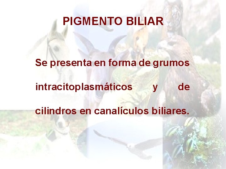 PIGMENTO BILIAR Se presenta en forma de grumos intracitoplasmáticos y de cilindros en canalículos