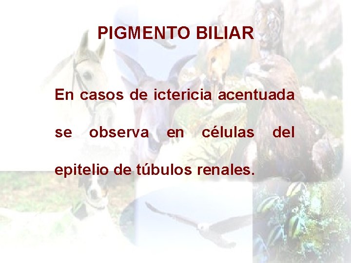 PIGMENTO BILIAR En casos de ictericia acentuada se observa en células epitelio de túbulos