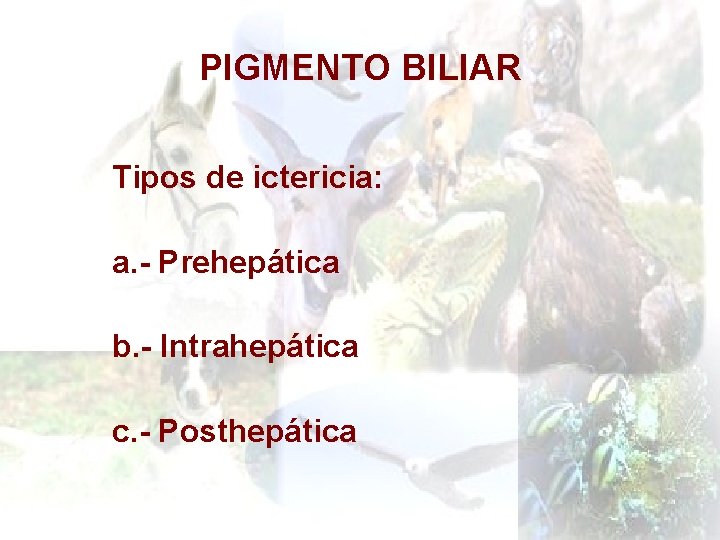 PIGMENTO BILIAR Tipos de ictericia: a. - Prehepática b. - Intrahepática c. - Posthepática