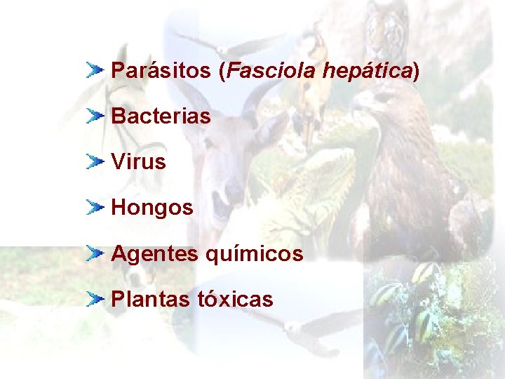 Parásitos (Fasciola hepática) Bacterias Virus Hongos Agentes químicos Plantas tóxicas 